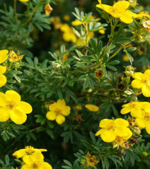 Potentilla 'Goldteppich'