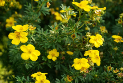 Potentilla 'Goldteppich'