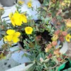 Potentilla 'Goldteppich'