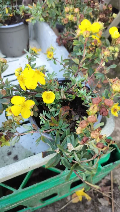Potentilla 'Goldteppich'