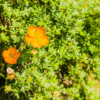 Potentilla ‘red ace’