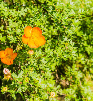 Potentilla ‘red ace’