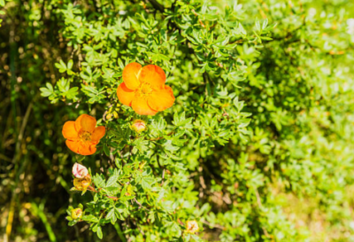 Potentilla ‘red ace’