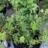 Potentilla ‘red ace’