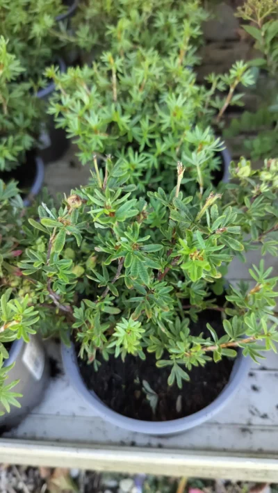 Potentilla ‘red ace’