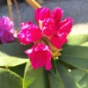 Rhododendron 'Germania'