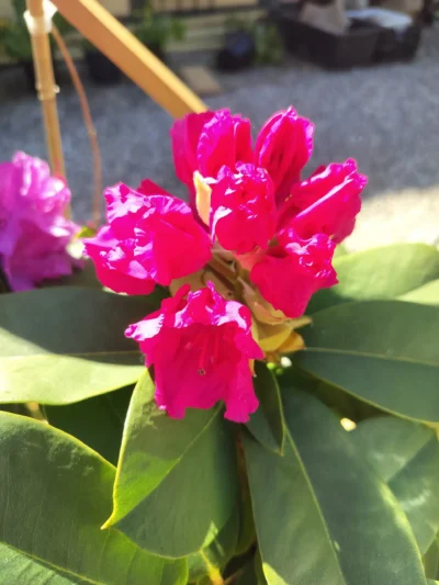 Rhododendron 'Germania'