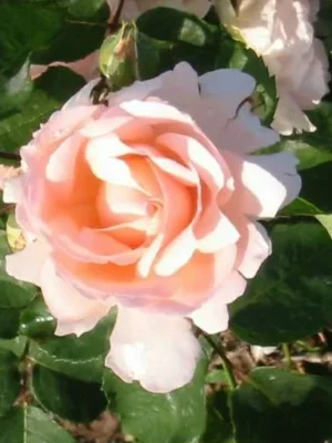 Rosa 'Clair™' 'Clair™' rosa