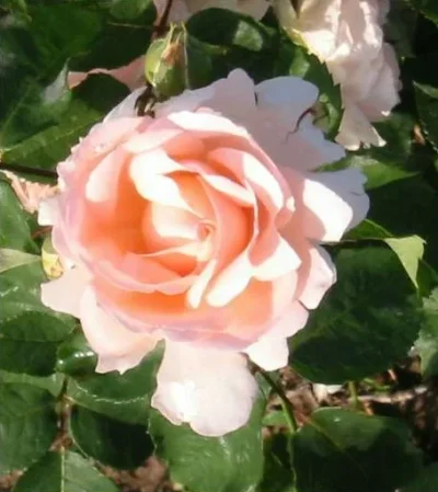 'Clair™' rosa