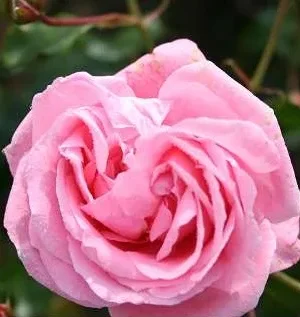 Rosa 'coral dawn' 'Coral dawn' Rosa