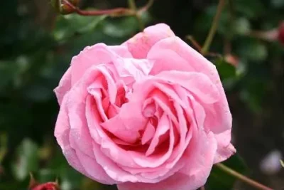 'Coral dawn' Rosa