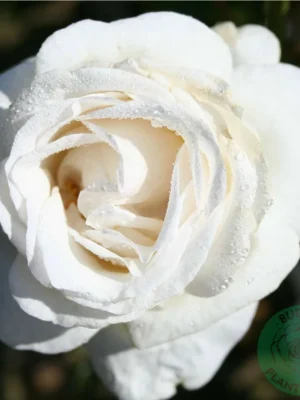 'Elvis' adablarop Rosa