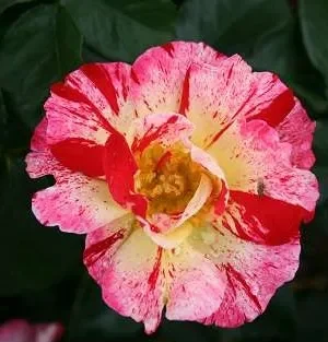 Rosa 'Hanky Panky' 'Hanky panky' Rosa