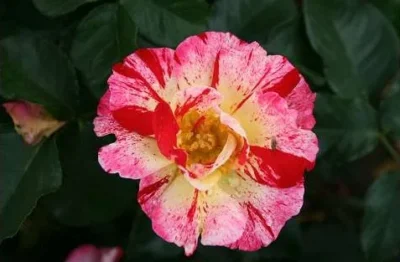 Rosa 'Hanky Panky' 'Hanky panky' Rosa