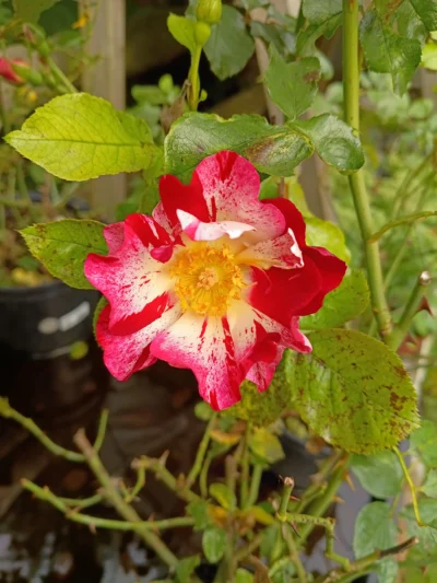 'Hanky panky' Rosa