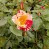 rosa 'hanky panky' 'Hanky panky' Rosa
