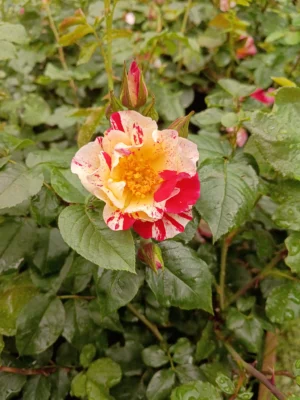 rosa 'hanky panky' 'Hanky panky' Rosa