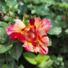 rosa 'hanky panky' 'Hanky panky' Rosa