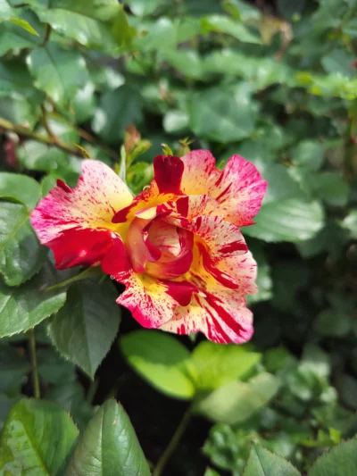 rosa 'hanky panky' 'Hanky panky' Rosa