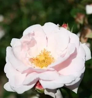 'New dawn' Rosa
