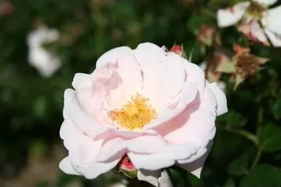 'New dawn' Rosa