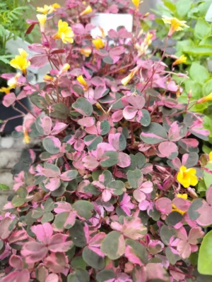 Skovsyre 'crazy plum'