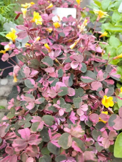 Skovsyre 'crazy plum'