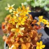 Skovsyre 'gold'