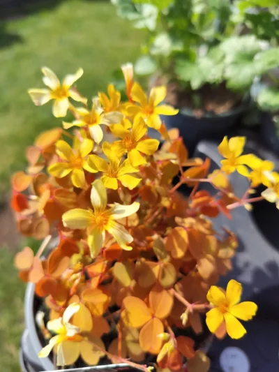 Skovsyre 'gold'