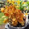 Skovsyre 'Gold' (oxalis vulcanicola)