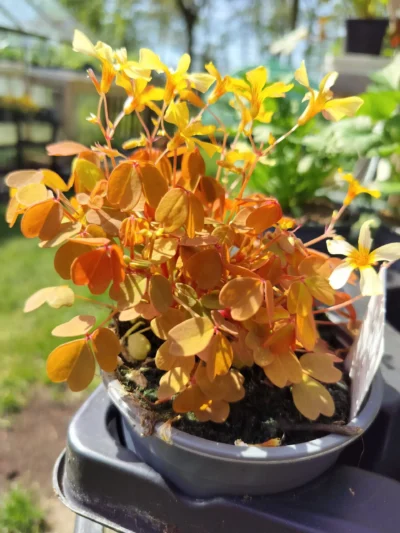 Skovsyre 'Gold' (oxalis vulcanicola)