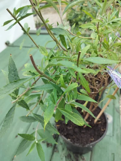 sommerfuglebusk Buddleja 'nanho blue'