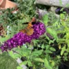 Sommerfuglebusk Buddleja ‘royal red’