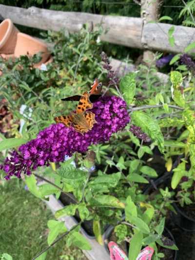 Sommerfuglebusk Buddleja ‘royal red’