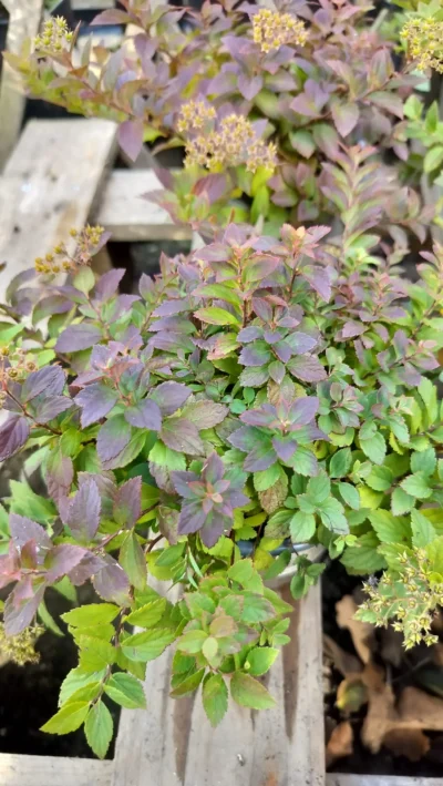 Japansk spiræa 'Anthony waterer' Japansk spiræa 'Anthony waterer'