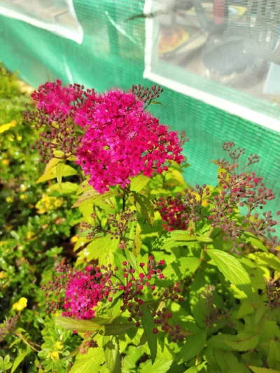 Japansk spiræa 'Anthony waterer' Japansk spiræa 'Anthony waterer'