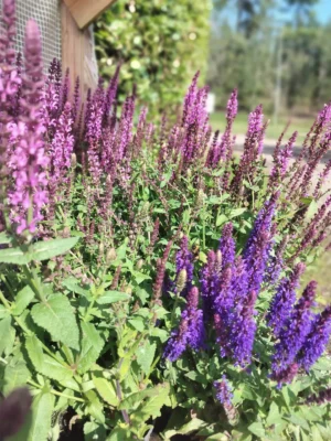 Staudesalvie 'Nemorosa'