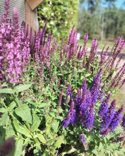 Staudesalvie 'Nemorosa'