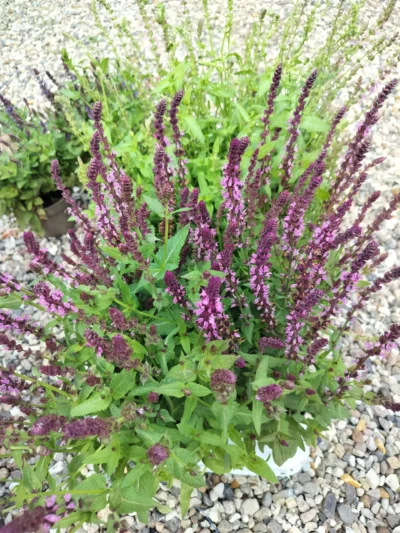Staudesalvie 'Nemorosa'