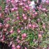Stenbræk 'Arendsii' (Saxifraga x arendsii)