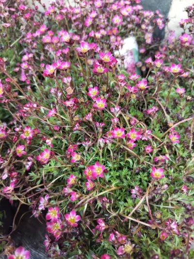 Stenbræk 'Arendsii' (Saxifraga x arendsii)