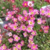 Stenbræk 'Arendsii'