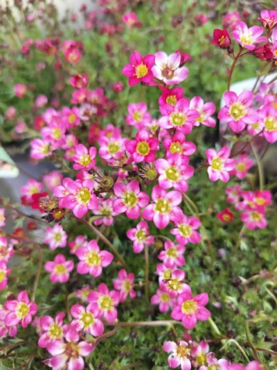Stenbræk 'Arendsii'
