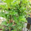 Stikkelsbær 'Hinnonmäki Röd' (Ribes uva-crispa)