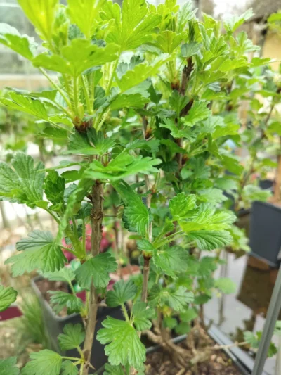 Stikkelsbær 'Hinnonmäki Röd' (Ribes uva-crispa)