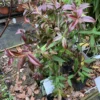 Stjernejasmin