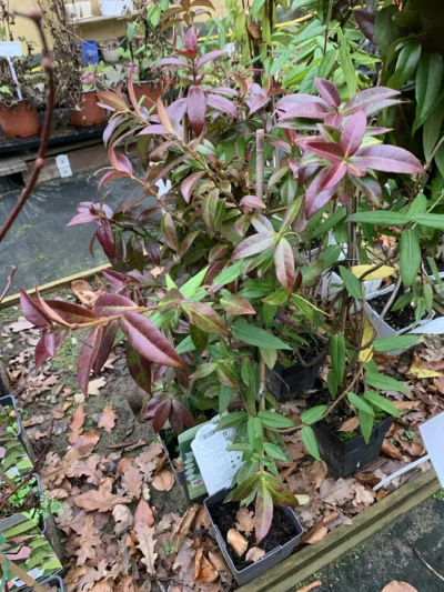 Stjernejasmin
